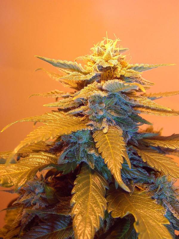 7622Grape_Day_40_Flower-21.jpg