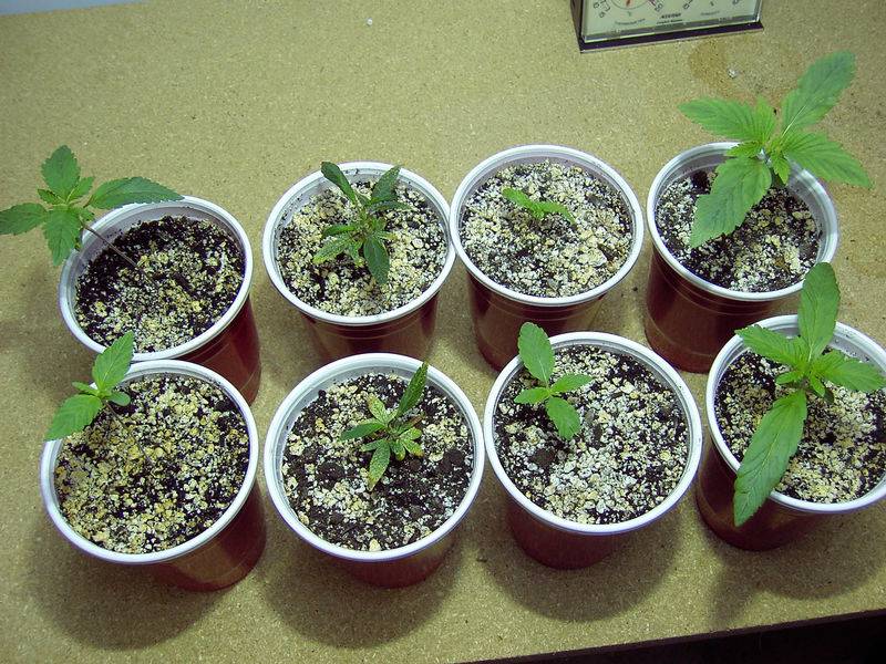 7622Group_Seedlings_and_Clones.jpg