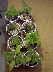 7622Group_Seedlings_shot-thumb.jpg