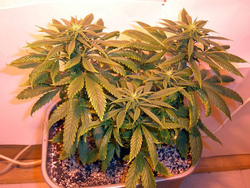 7622Hempstar-3_Day_20_Flower-1.jpg