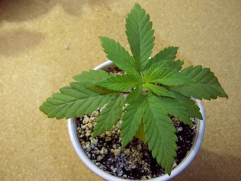 7622Hempstar_1_seedling.jpg