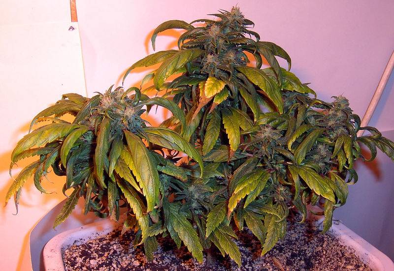 7622Hempstar_Day_38_Flower-11.jpg