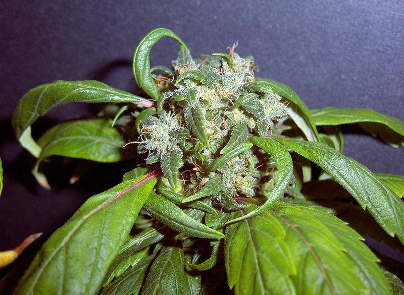 7622Hempstar_Day_42_Flower-3.jpg