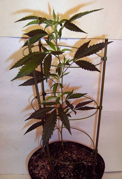 7622Mystery_Clone_Day_1_Flower.jpg