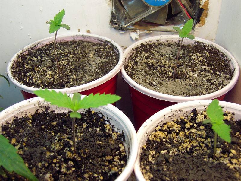 7622PB_TWxSD_Seedlings.jpg