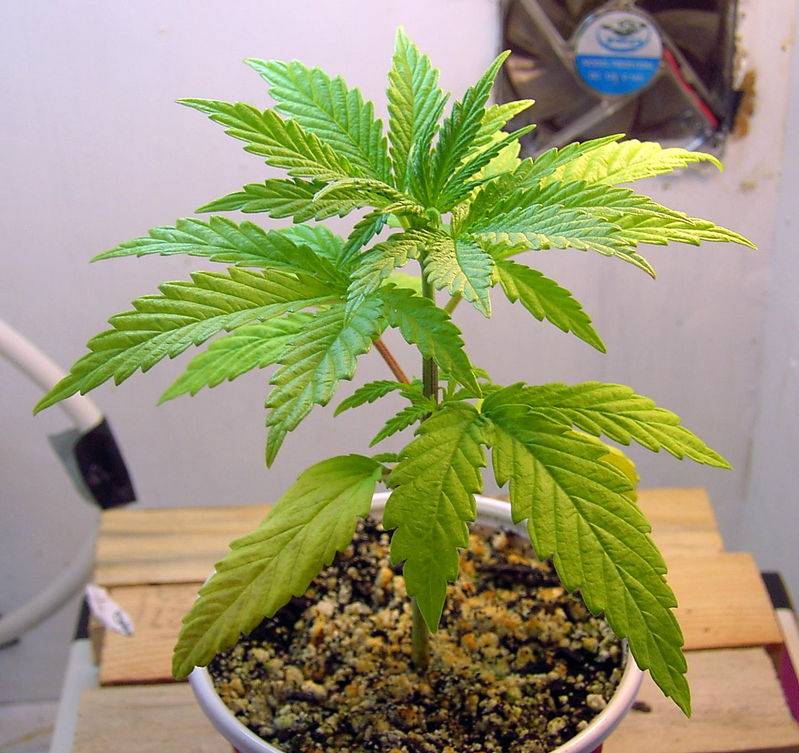 7622Pacific_Shark_1_Early_Veg.jpg