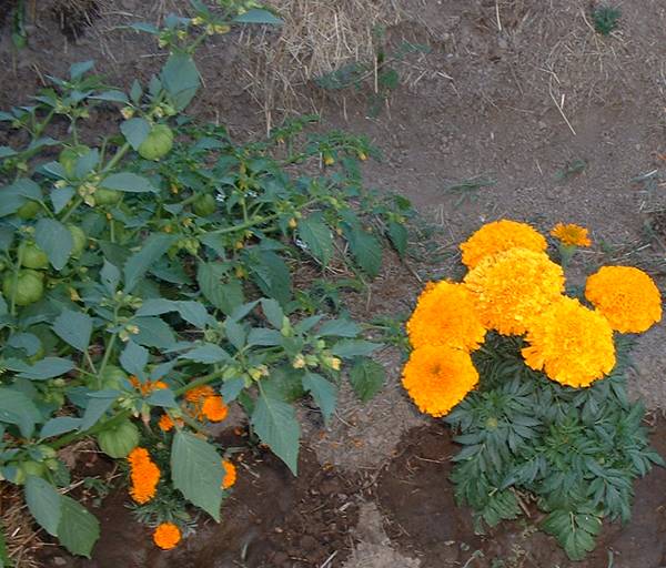 7710Tomatilla_and_Marigolds.jpg