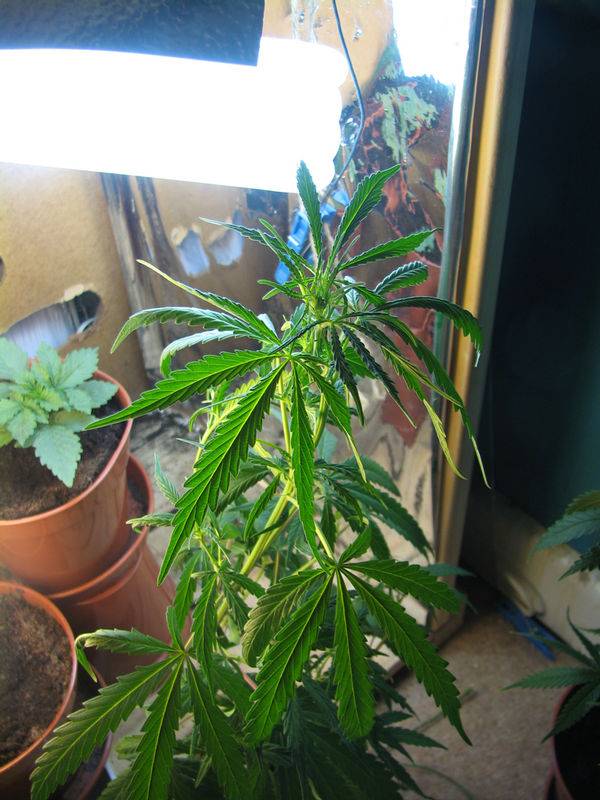 7737My-Plants-Mod-Kali-pheno-2.jpg