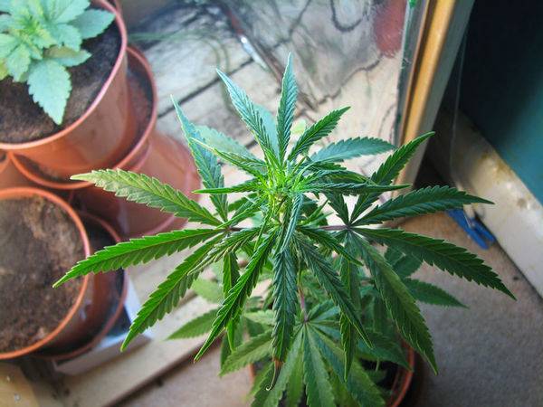 7737My-Plants-Mod-Pheno-1-med.jpg