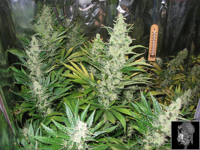 7797White_Widow_1_4-06_003.jpg