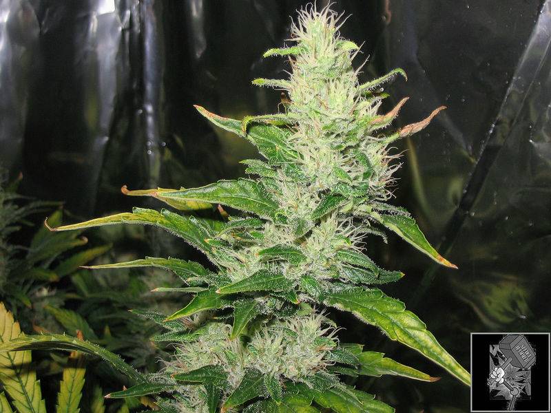 7797White_Widow_23_3-06_009.jpg