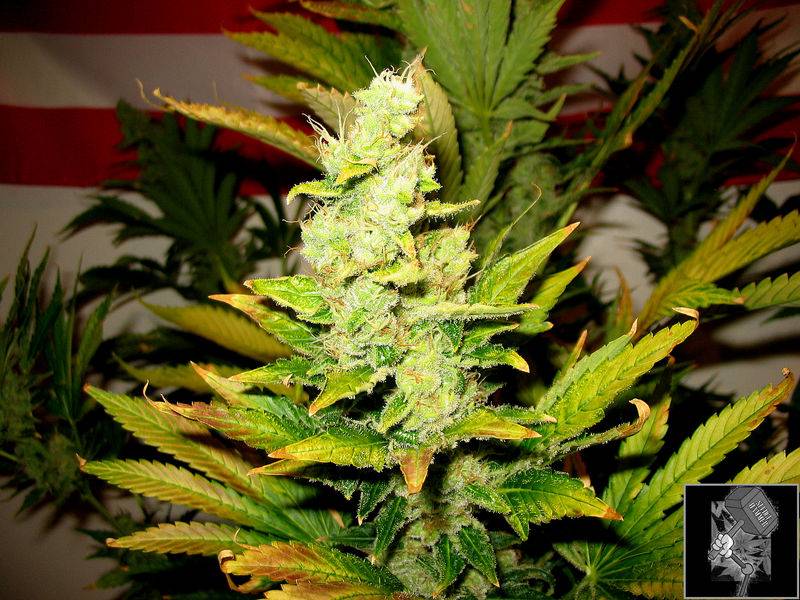 7797White_Widow_8_4-06_016.jpg