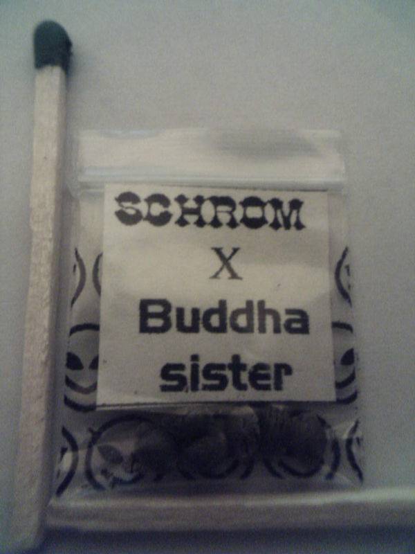 7983Schroom_x_Buddha_Sister.jpg