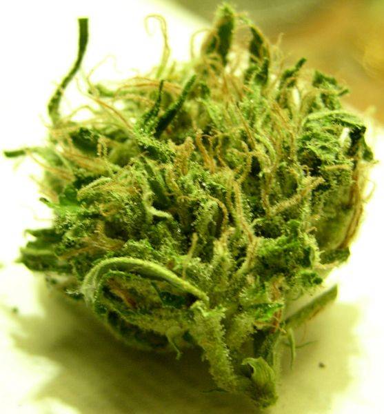 798Alibi_Godzilla_Fresh_Bud2-med.jpg