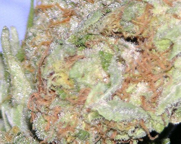 798Humboldt_Trainwreck2-med.jpg