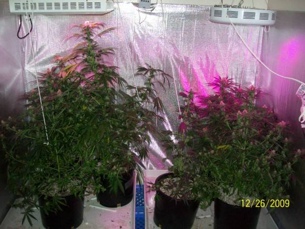 7_weeks_flowering_022_630x472.jpg