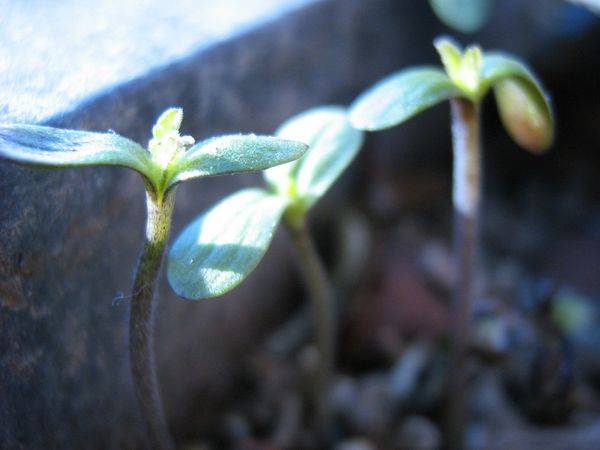 8344140208_wintersprouts5.jpg