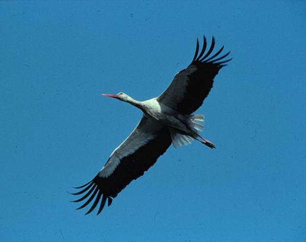 834496_hvid_stork_erik_thomsen_main.jpg