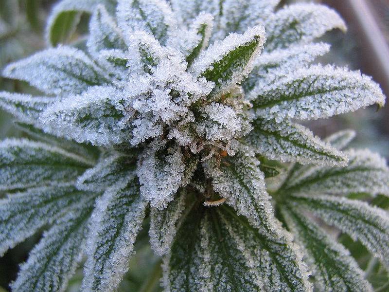 8344frostybud031106.jpg