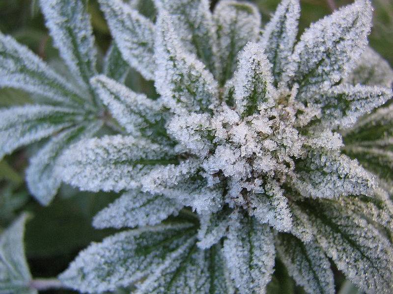 8344frostybud0311064.jpg