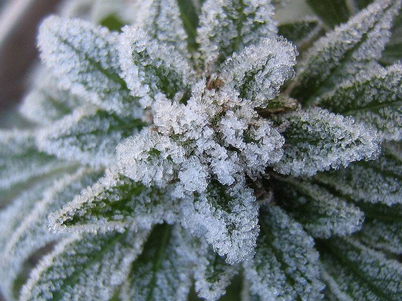 8344frostybud0311065.jpg