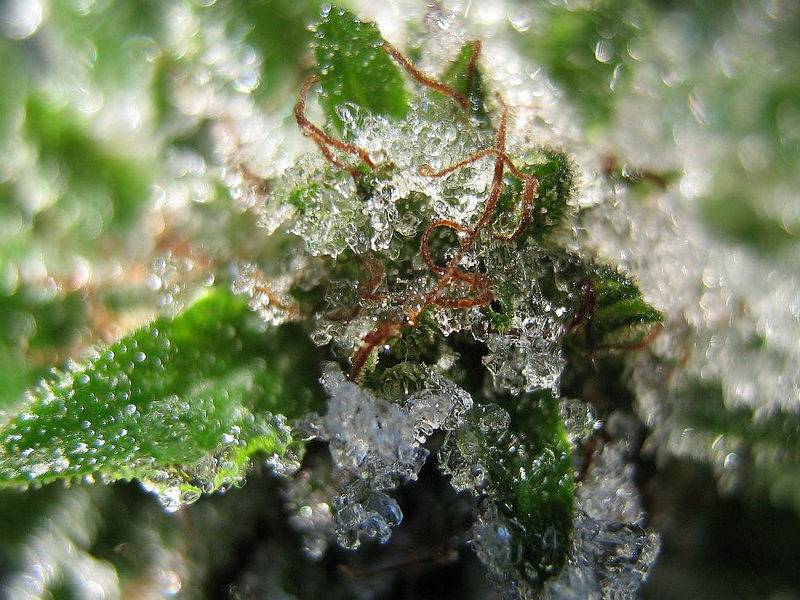 8344frostybud03110691.jpg