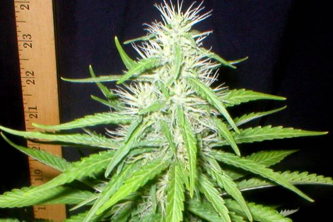 8720plant1_2.jpg