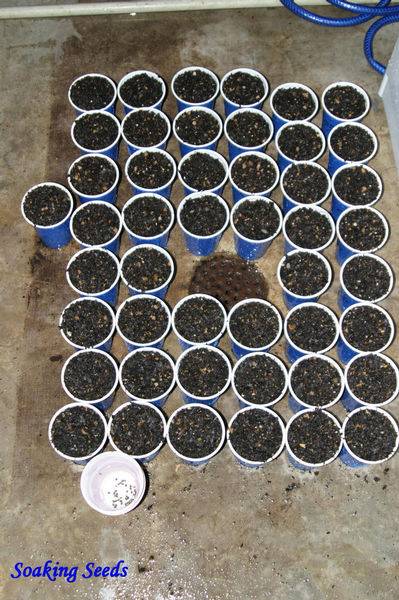 91Germination_2_-med.JPG