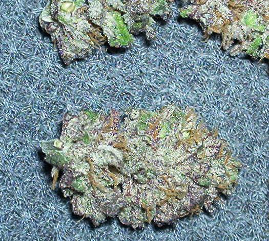 9597593cripplecreek_dried_nug.jpg