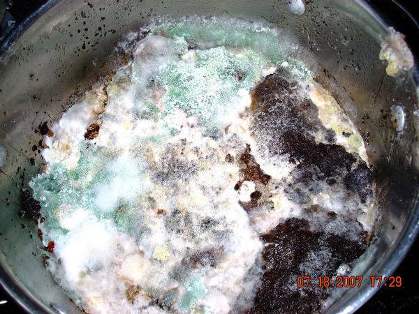 960907-16-07_fungal_culture_001-med.jpg