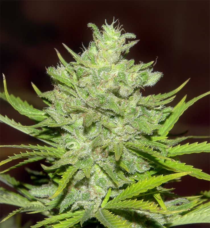 9632TrainWreck-x-Ak47-19.jpg