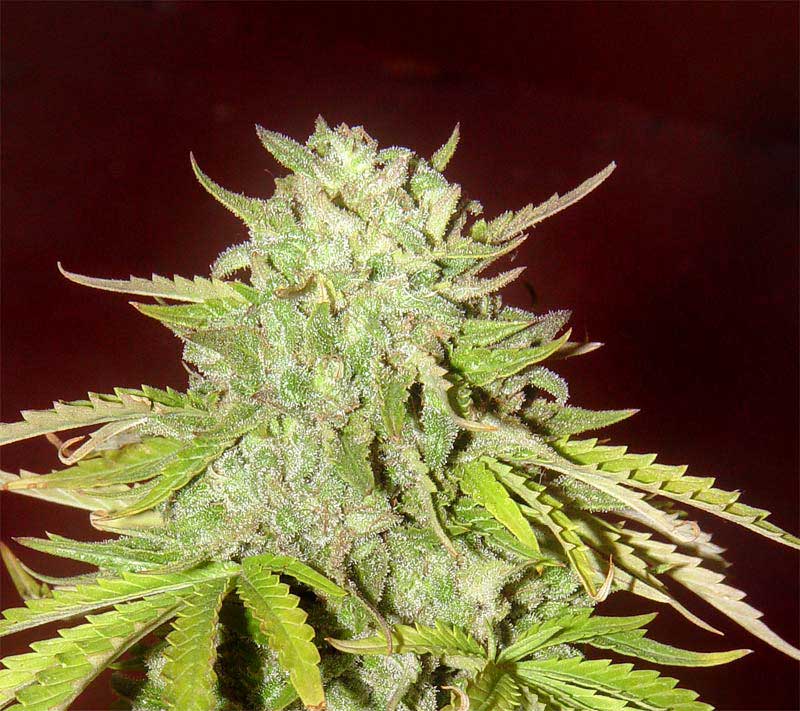 9632TrainWreck-x-Ak47-22A.jpg