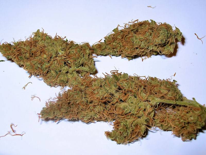 96525-Month-Cured-C-99-Cloned-Bud1.jpg