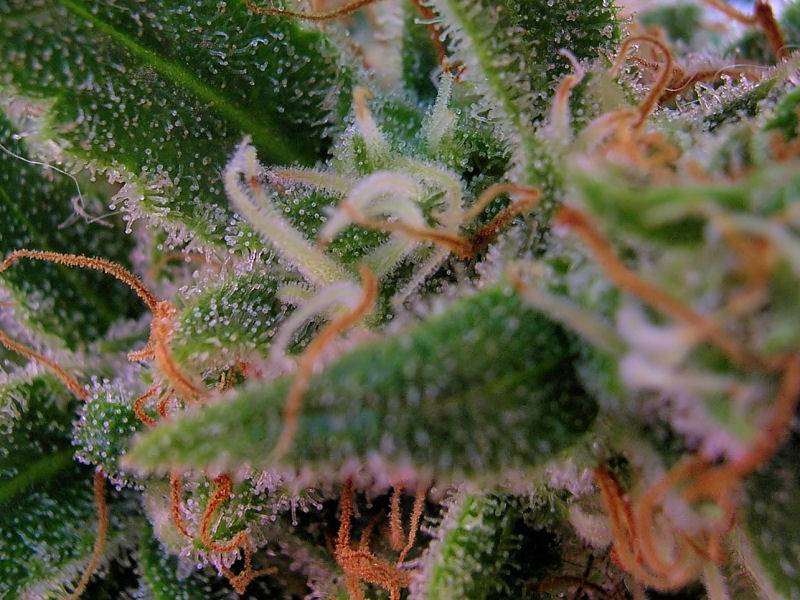 9652C-99-Clones-Week-7-Day-52-Bud4b.jpg