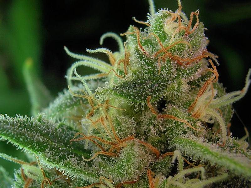 9652C-99-Clones-Week-7-Day-52-Bud7b.jpg