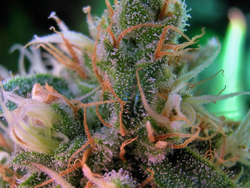 9652C-99-Clones-Week-7-Day-52-Bud9b.jpg