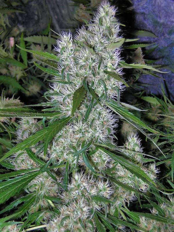 9652C-99-Clones-Week-7-Day-52-Budshot.jpg