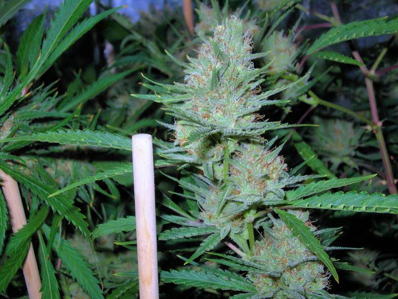 9652C-99-Clones-Week-7-Day-54-Bud1a.jpg