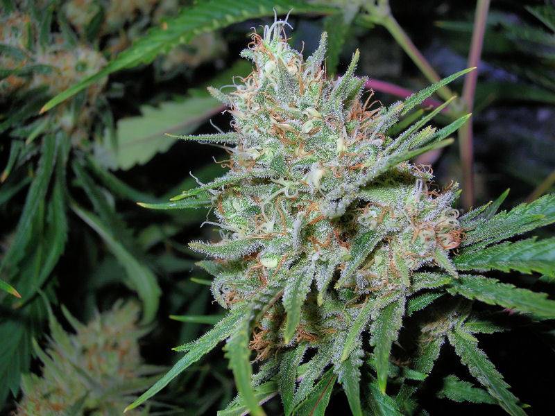 9652C-99-Clones-Week-7-Day-54-Bud2a.jpg