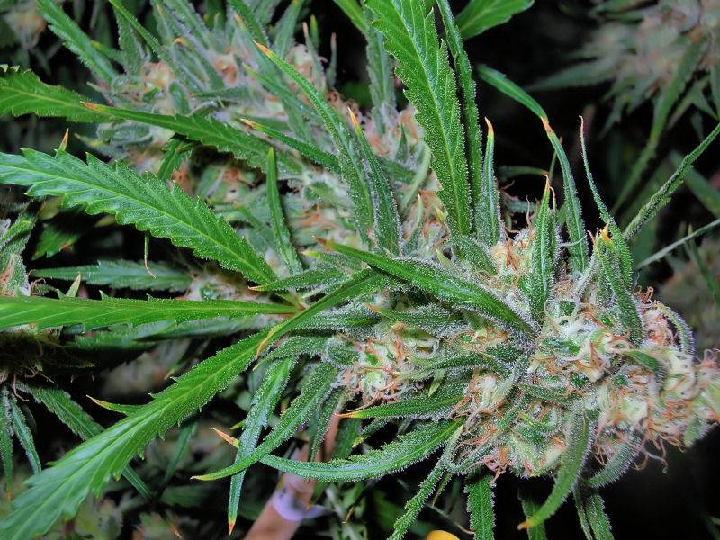 9652C-99-Clones-Week-7-Day-54-Bud3a.jpg