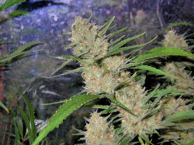 9652C-99-Clones-Week-7-Day-54-Bud5a.jpg