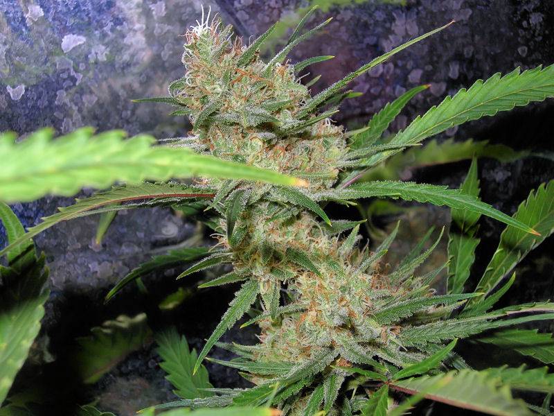 9652C-99-Clones-Week-7-Day-54-Bud6a.jpg