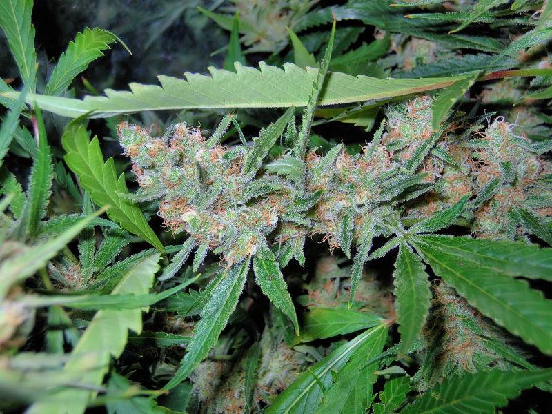 9652C-99-Clones-Week-7-Day-54-Bud7a.jpg