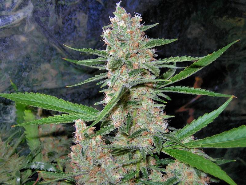 9652C-99-Clones-Week-7-Day-54-Bud8a.jpg