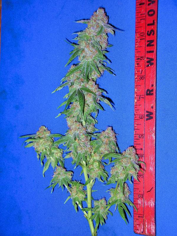 9652Spring-2008-Grow-1st-Harvest-PK-Bud1.jpg