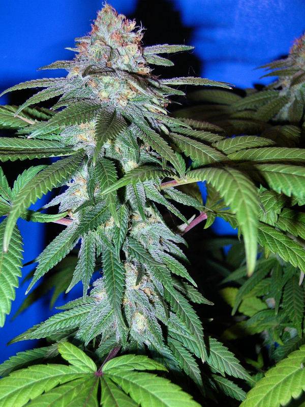 9652Winter-2007-Week14-PurpleKushBud1.jpg