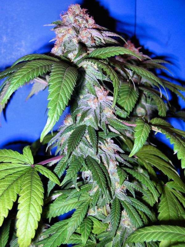 9652Winter-2007-Week16-PurpleKushBud3.jpg