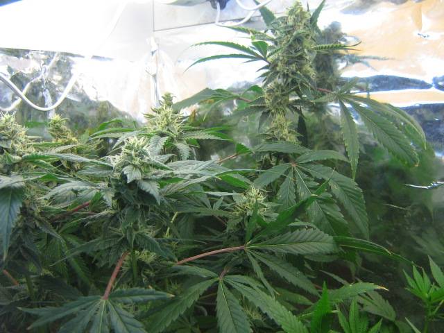 CFL_Grow_2009_373.jpg