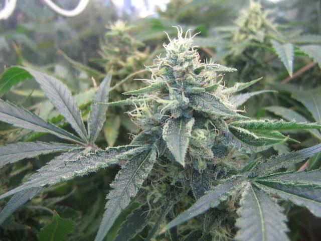 CFL_Grow_2009_374.jpg