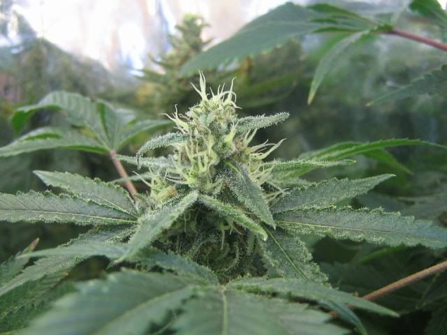 CFL_Grow_2009_375.jpg